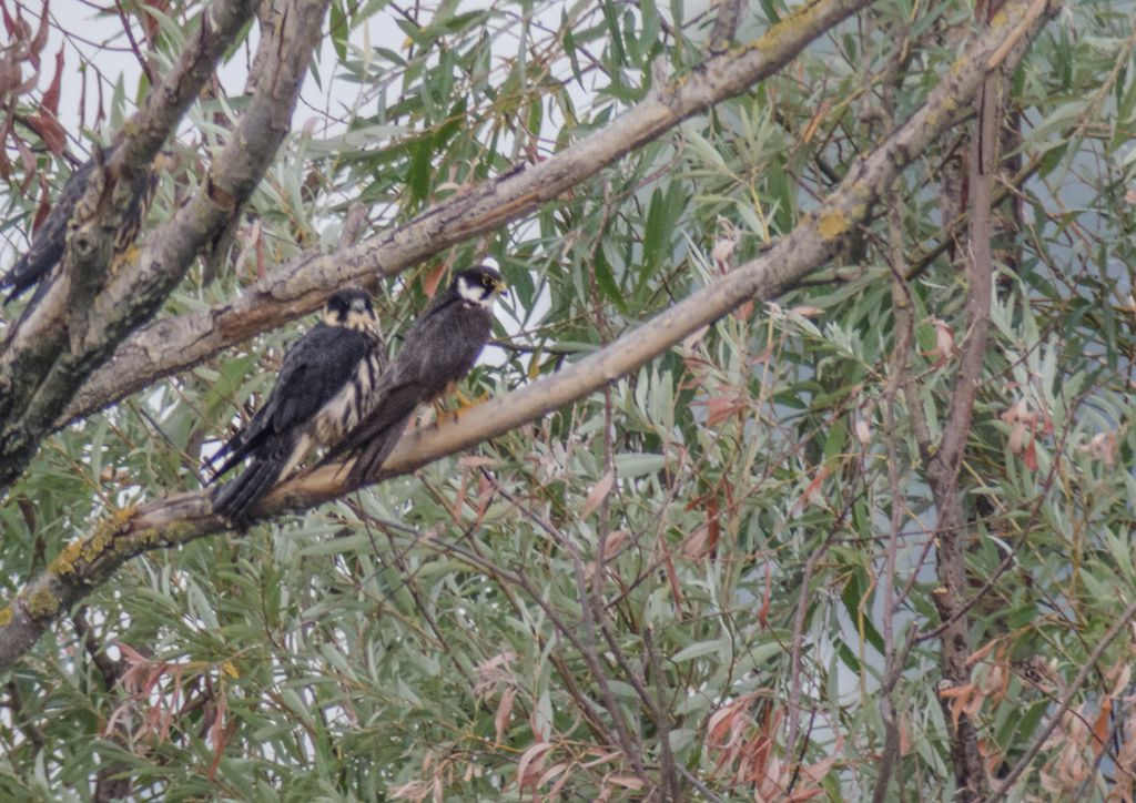 Lodolai (Falco subbuteo) settembre